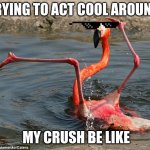 Single and ready to Flamingo | TRYING TO ACT COOL AROUND; MY CRUSH BE LIKE | image tagged in single and ready to flamingo | made w/ Imgflip meme maker