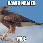 Moe the Hawk | HAWK NAMED; MOE | image tagged in hawk | made w/ Imgflip meme maker
