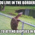 turtle fence escape | WHEN YOU LIVE IN THE BORDER BUBBLE; BUT NEED TO ATTEND BIOPSIES IN BRISBANE | image tagged in turtle fence escape,covid19,lockdown,coronavirus,corona,hospital | made w/ Imgflip meme maker