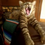 Yawning Kitten meme