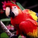 Macaw Red