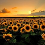 Field of Sunflowers meme