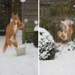Cat catching snow