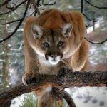 Cougar meme