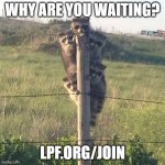 Coon tree | WHY ARE YOU WAITING? LPF.ORG/JOIN | image tagged in coon tree | made w/ Imgflip meme maker