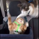 Cat smack