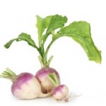 Turnip