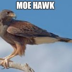 Moe Hawk returns | MOE HAWK | image tagged in hawk | made w/ Imgflip meme maker