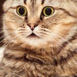 shocked cat | WHAT? IS? THIS?! | image tagged in shocked cat | made w/ Imgflip meme maker