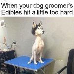 Dog Groomer's Edibles Hit Too Hard meme