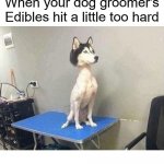 Dog Groomer's Edibles Hit Too Hard | image tagged in dog groomer's edibles hit too hard | made w/ Imgflip meme maker