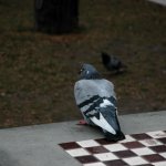 Playing chess with a pigeon meme