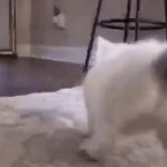poop cat GIF Template