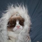 Cold grumpy cat 