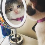 cat crying in front of the mirror