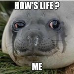 Crying Seal | HOW'S LIFE ? ME | image tagged in crying seal | made w/ Imgflip meme maker