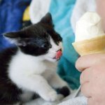 kitty wants ice cream