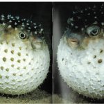 Two Pufferfish