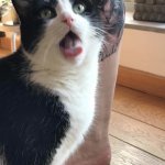 Cat Shocked At Self