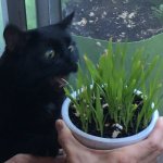 Cat likes grass