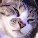 Derp cat Meme Generator - Imgflip