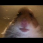 Hamster looking at camera meme