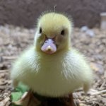 Disapproving duckling