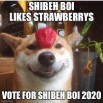 VOTE FOR SHIBEH BOI 2020 | SHIBEH BOI LIKES STRAWBERRYS; VOTE FOR SHIBEH BOI 2020 | image tagged in thank you shibe | made w/ Imgflip meme maker