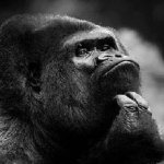 thinking monkey