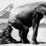 Elephant Poopy | ANYONE NOTICE THAT? | image tagged in elephant poopy | made w/ Imgflip meme maker