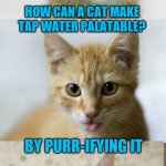 Bad Pun Cat | HOW CAN A CAT MAKE TAP WATER PALATABLE? BY PURR-IFYING IT | image tagged in bad pun cat | made w/ Imgflip meme maker