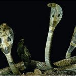 Quiver of Cobras