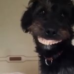 smiley dog meme