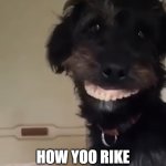 smiley dog | HOW YOO RIKE MAH NU TEEF? | image tagged in smiley dog,dentures,new teeth | made w/ Imgflip meme maker