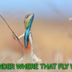 Lizard | I WONDER WHERE THAT FLY WENT | image tagged in lizard | made w/ Imgflip meme maker