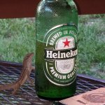 lizard with heineken