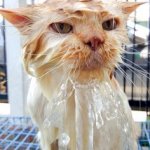 Wet cat Meme Generator - Imgflip