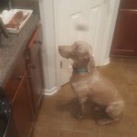 Hound with telekinetic power | I WILL ABSOLUTELY; LEVITATE THIS PLATTER INTO MY SNOUT | image tagged in telekinetic hound | made w/ Imgflip meme maker