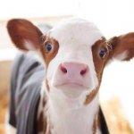 Cute cow