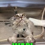 So that's what that song's about... | WAP! | image tagged in angry wet cat,wap,song,cardi b | made w/ Imgflip meme maker