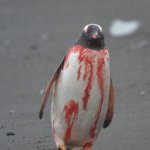 Bloody penguin