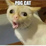 POGGGGGG CATT | POG CAT | image tagged in coughing cat | made w/ Imgflip meme maker