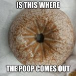 ass hole | IS THIS WHERE; THE POOP COMES OUT | image tagged in ass hole | made w/ Imgflip meme maker