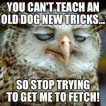 Twisted Proverbs No. 7 | YOU CAN'T TEACH AN OLD DOG NEW TRICKS... SO STOP TRYING TO GET ME TO FETCH! | image tagged in twisted proverbs | made w/ Imgflip meme maker