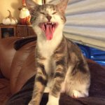 Cat yawn