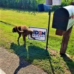 Dog pees on Biden sign