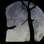 full moon | image tagged in full moon,trunks,tree,silhouette,branches,moon | made w/ Imgflip meme maker