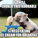 Piggy Likes Ice Cream | IF ONLY I LOOKED THIS ADORABLE; STRESS EATING ICE CREAM FOR BREAKFAST | image tagged in pig ice cream | made w/ Imgflip meme maker