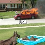 Moose watching car fire | USA; CANADA | image tagged in moose watching car fire | made w/ Imgflip meme maker