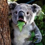 Informative Koala